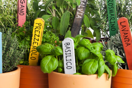 SALI, OLI E PESTI AROMATICI_27 aprile 2019